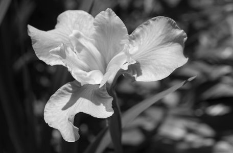 Iris flower black and white art print