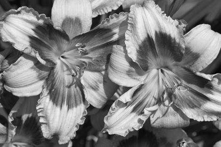 Lilies art print for home and office in black and white