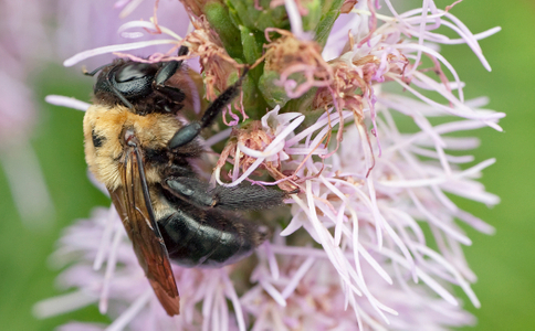Bee on flower macro photo art print