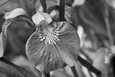 Iris flower photography art print photo black & white
