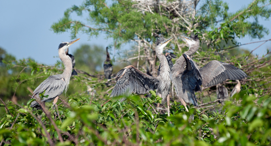 Great Blue Herons mother with young photo art print