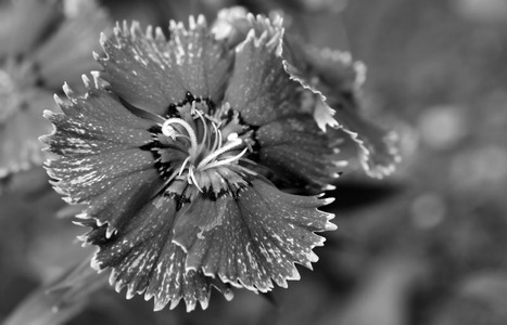 Dianthus flower photography black & white art print
