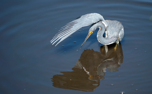 Tricolor Heron using wing to shade sun for hunting art print