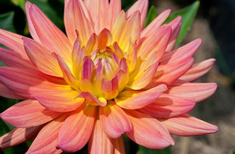 Dahlia flower art prints for decorating home or office