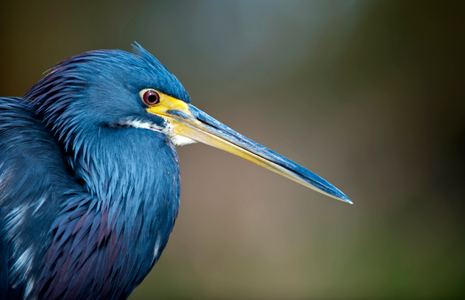 Tricolor Heron Portrait art print