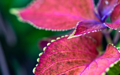 Coleus flower art print for home and office