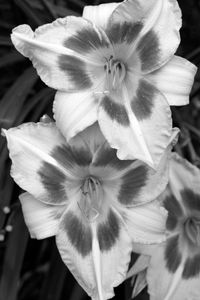 Lily flower art prints vertical in black and white