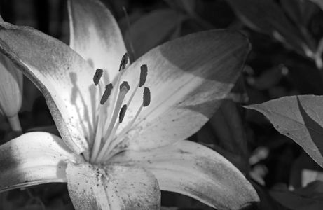 Lily art print in black & white