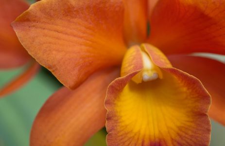 Orchid flower photography art print for home and office