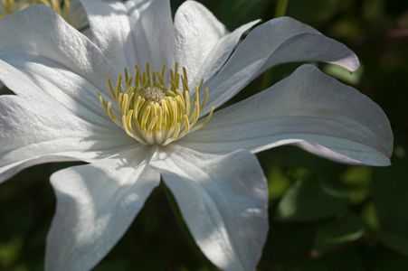 Clematis flower art print macro for home and office