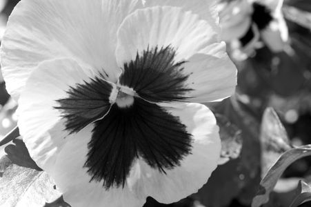 Pansy flower black & white photography art print