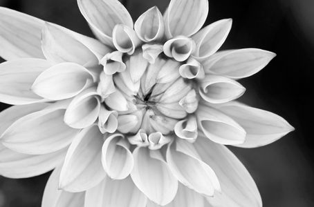 Dahlia black & white photography art print