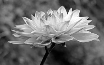 Dahlia Flowers & Gardens Art Prints for Home & Office Interior