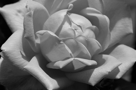 Rose flower photography art print in black & white