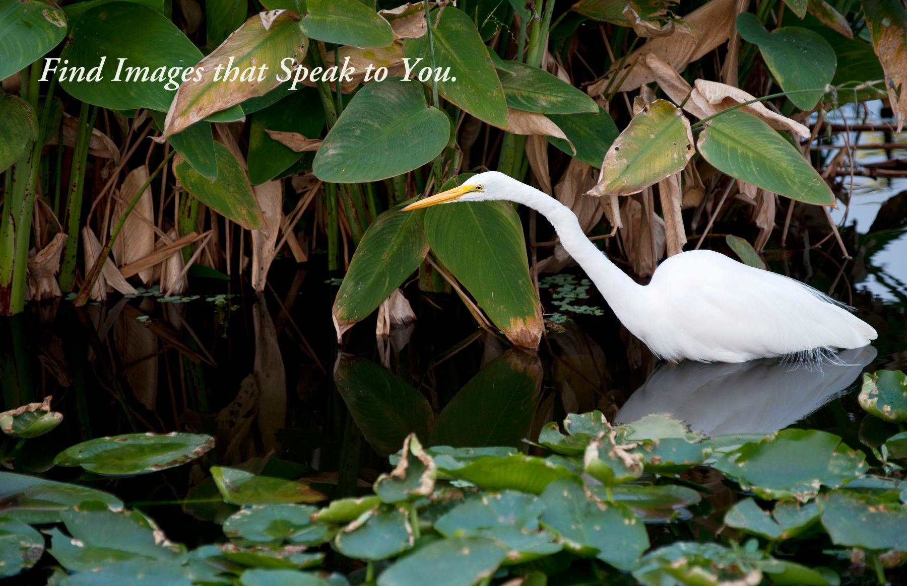 Great Egret at the Florida Wetlands