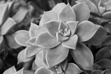 Succulents photography art print in black & white