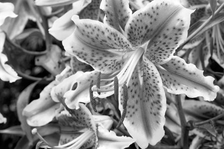 Lily flower photography art print in black and white