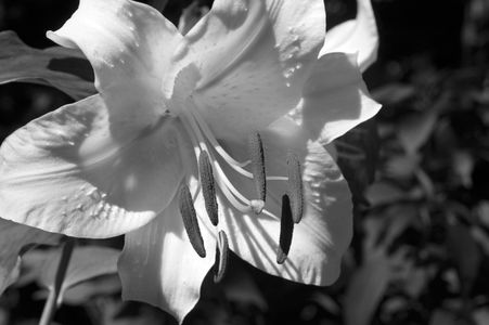 Lily flower art print in black and white