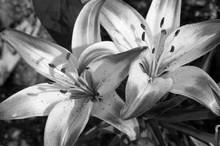 Daisy flower photogrphy art print in black & white