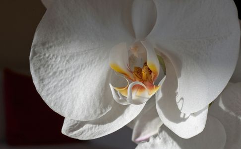 Orchid flower photography art print for home & office