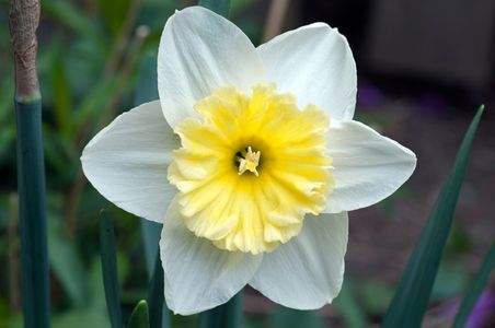 Daffodil flower art print photography