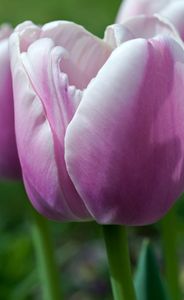 Tulip flower verticalphotography art print
