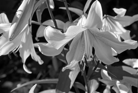 Lilly flower photography art print in black & white