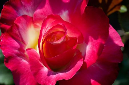 Rose flower photography art print