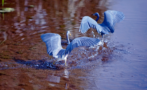 Tricolor Heron chasing Little Blue Heron photo art print