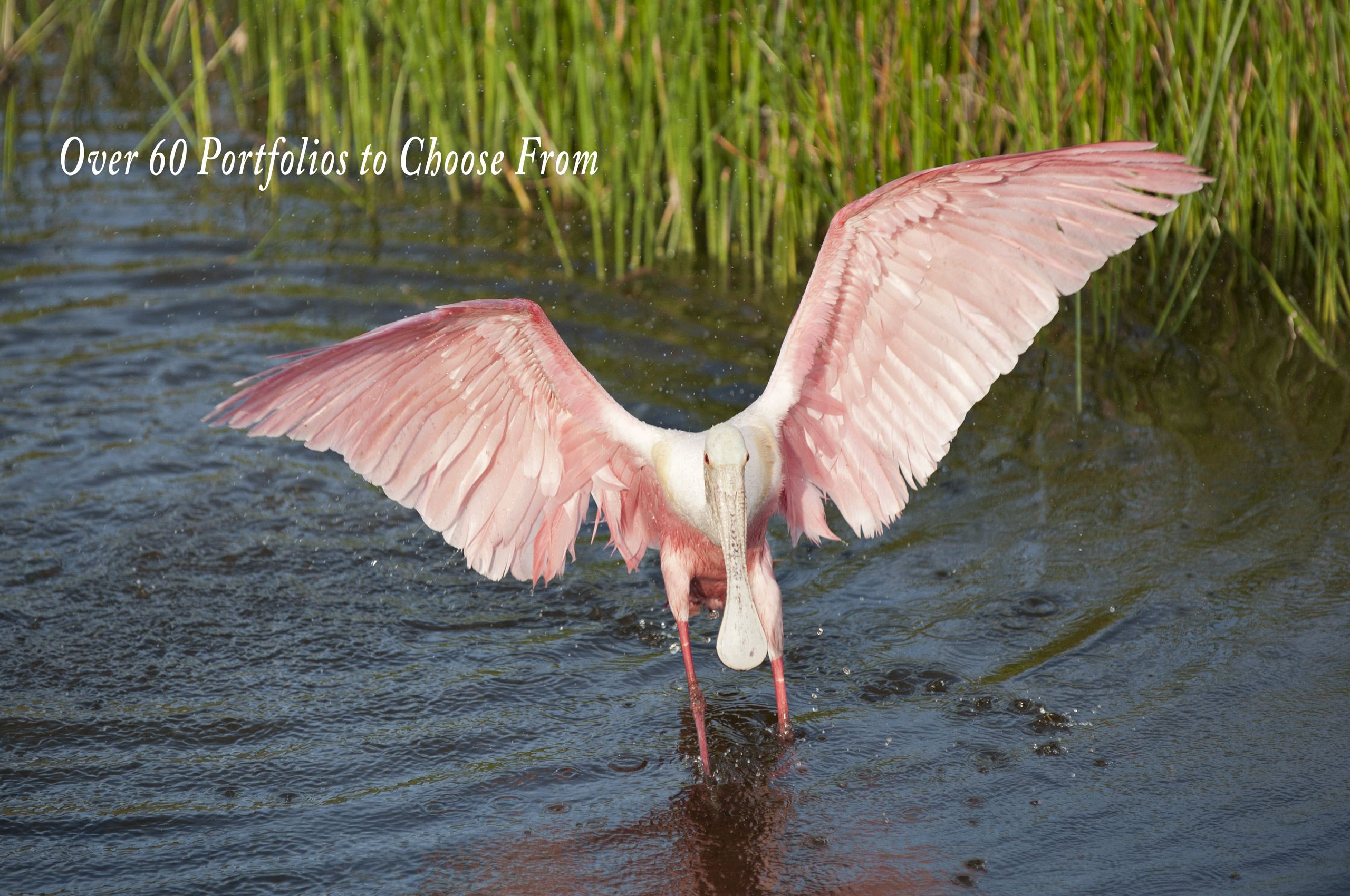 Roseate Spoonbill at the Florida Wetlands