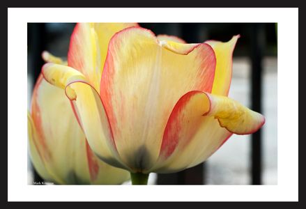 Yellow and Red Tulip flower photography art print for home and office