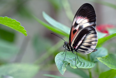 Butterfly macro photo art print
