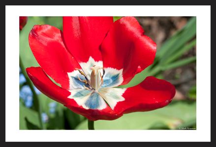 Red Tulip flower photography art print