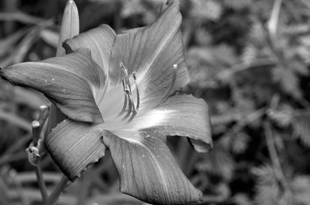 Flower photography art print in black & white