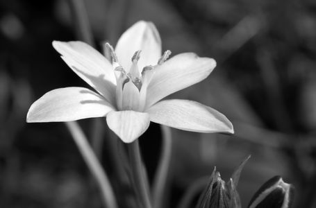 star-of-bethlehem flower photography art print in black & white