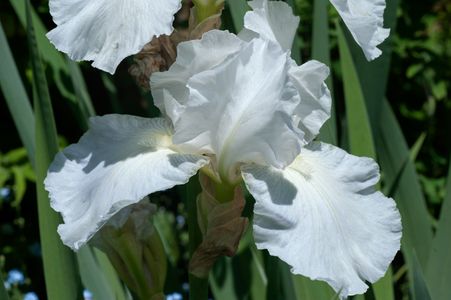 White Iris flower art print macr
