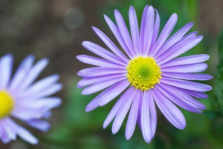 Purple Daisy art print for home and office interior design