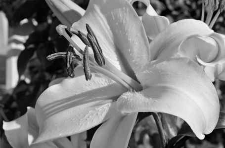 Lily macro  art print in black & white for home and office interior design