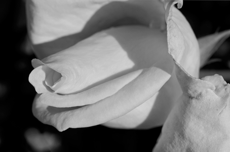 Rose flower photography art print in black & white