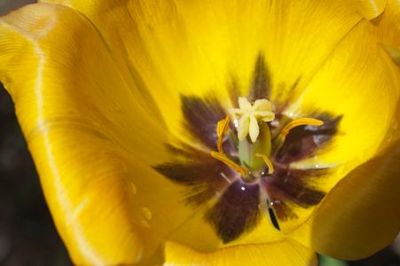 Yellow Tulip  flower photography art print
