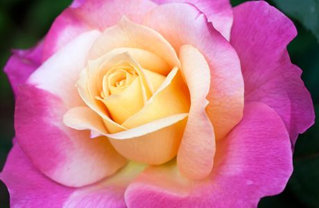 Rose flower photography art prints