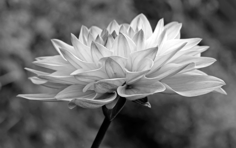 Dahlia flower photography art print in black & white