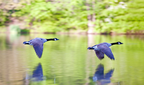Wingtips on the Water -Canadian Geese art print