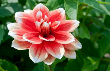 Dahlia flower art print macro for home and office
