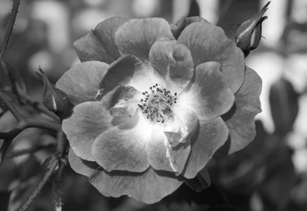 Rose flower photography art print in black & white