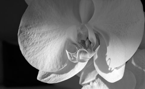 Orchid flower photography art print black and white