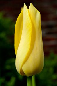 Yellow Tulip flower photography art print