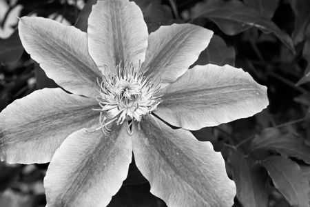 Clematis flower art print macro in black and white