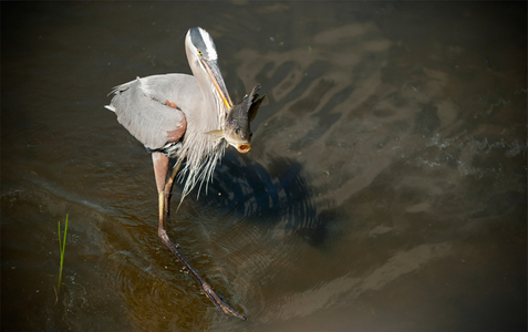 Great Blue Heron Spearfishing photo art print