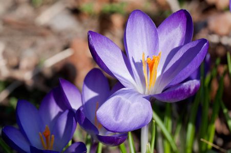 Crocus flower art print for home and office